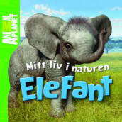 Elefant av Meredith Costain (Innbundet)