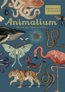 Animalium av Jenny Broom og Katie Scott (Innbundet)